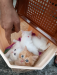 Persian cat